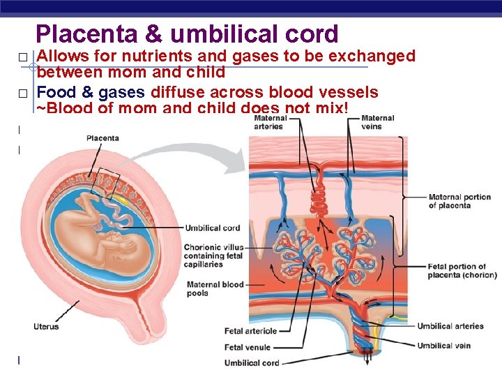 Placenta & umbilical cord � � Allows for nutrients and gases to be exchanged
