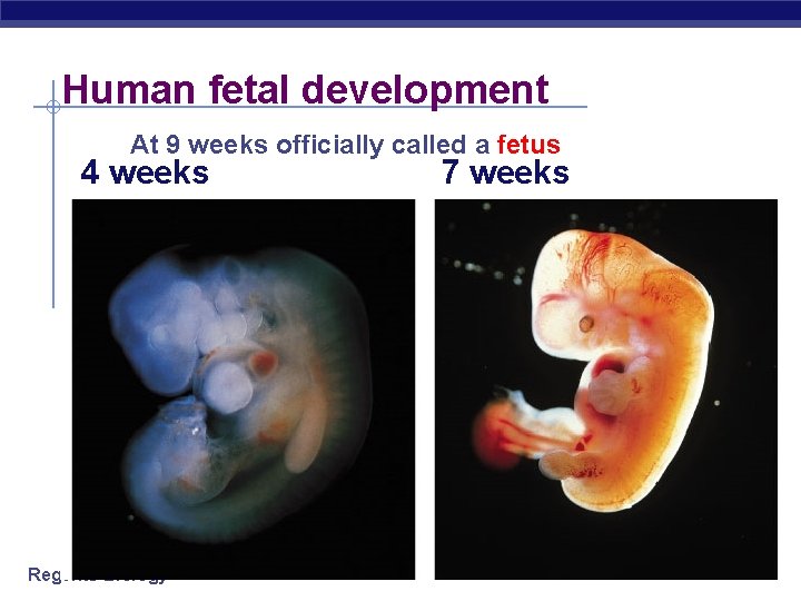Human fetal development At 9 weeks officially called a fetus 4 weeks Regents Biology