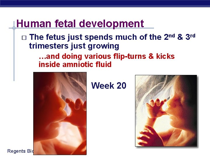 Human fetal development � The fetus just spends much of the 2 nd &