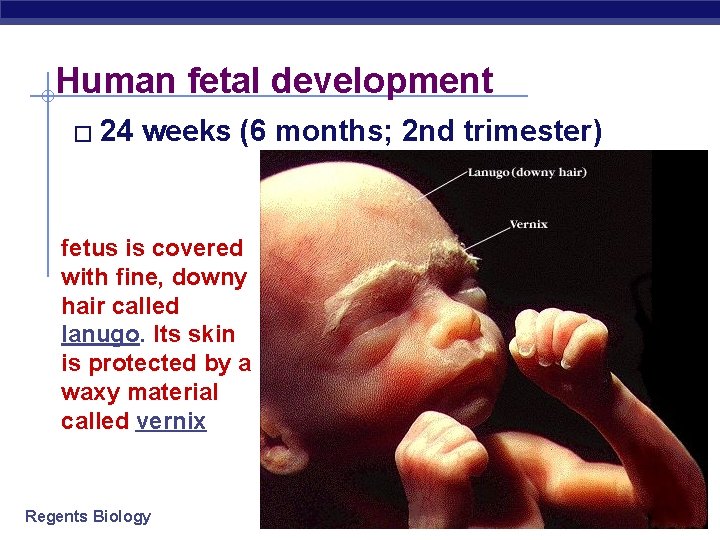 Human fetal development � 24 weeks (6 months; 2 nd trimester) fetus is covered