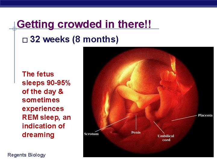 Getting crowded in there!! � 32 weeks (8 months) The fetus sleeps 90 -95%