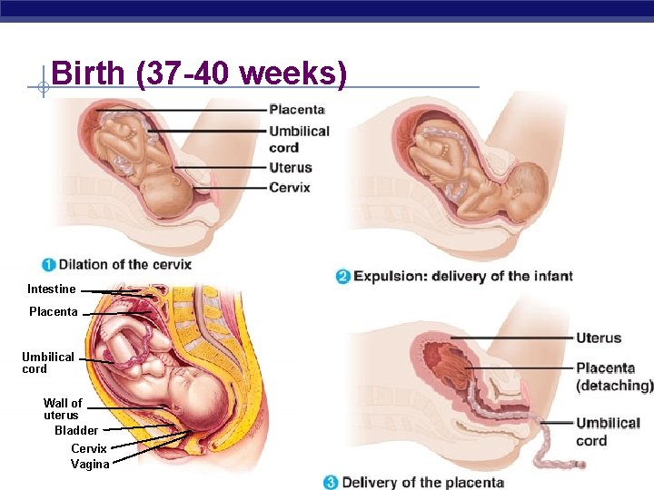 Birth (37 -40 weeks) Intestine Placenta Umbilical cord Wall of uterus Bladder Cervix Vagina