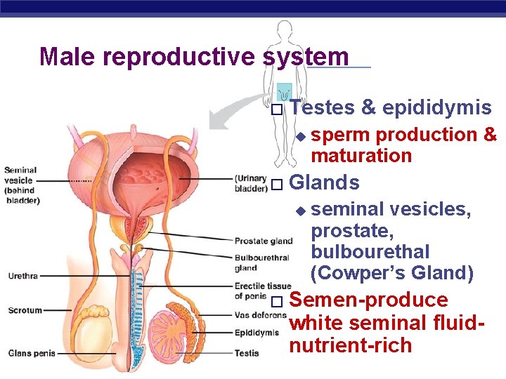 Male reproductive system � Testes & epididymis u � Glands u � Regents Biology