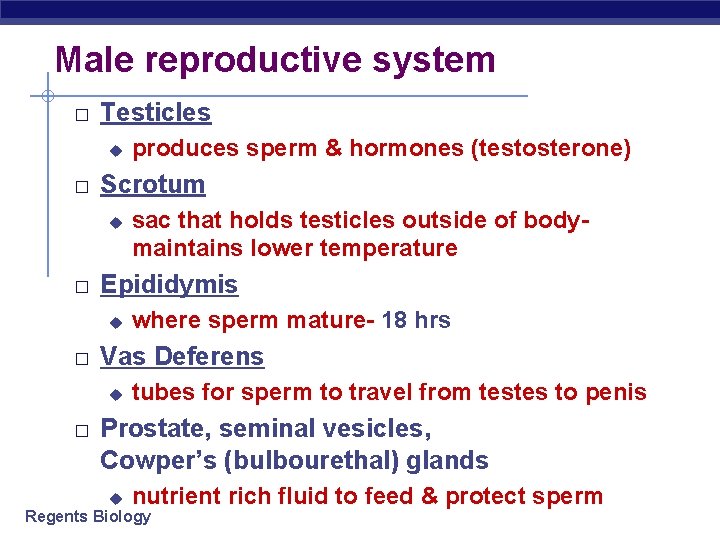 Male reproductive system � Testicles u � Scrotum u � where sperm mature- 18