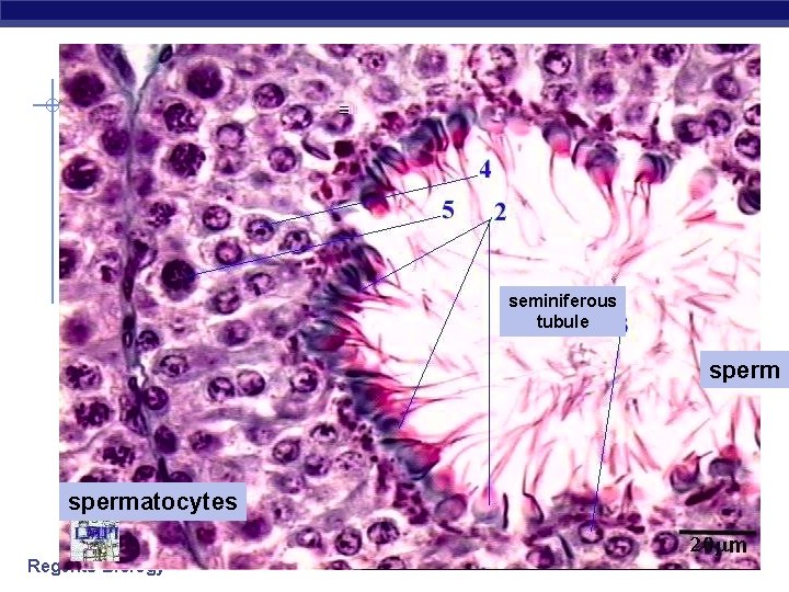 seminiferous tubule spermatocytes Regents Biology 