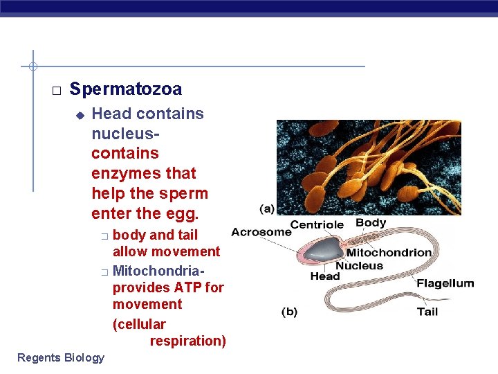 � Spermatozoa u Head contains nucleuscontains enzymes that help the sperm enter the egg.