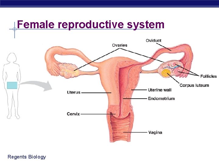 Female reproductive system Regents Biology 