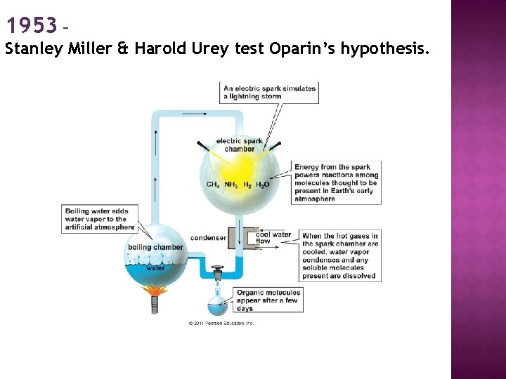 1953 – Stanley Miller & Harold Urey test Oparin’s hypothesis. 