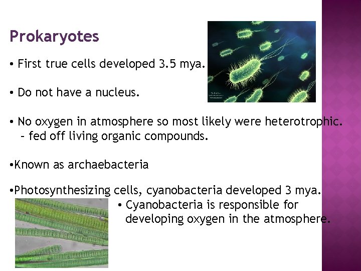 Prokaryotes • First true cells developed 3. 5 mya. • Do not have a