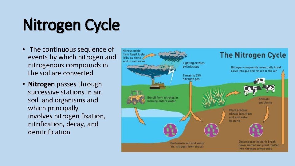 Nitrogen Cycle • The continuous sequence of events by which nitrogen and nitrogenous compounds