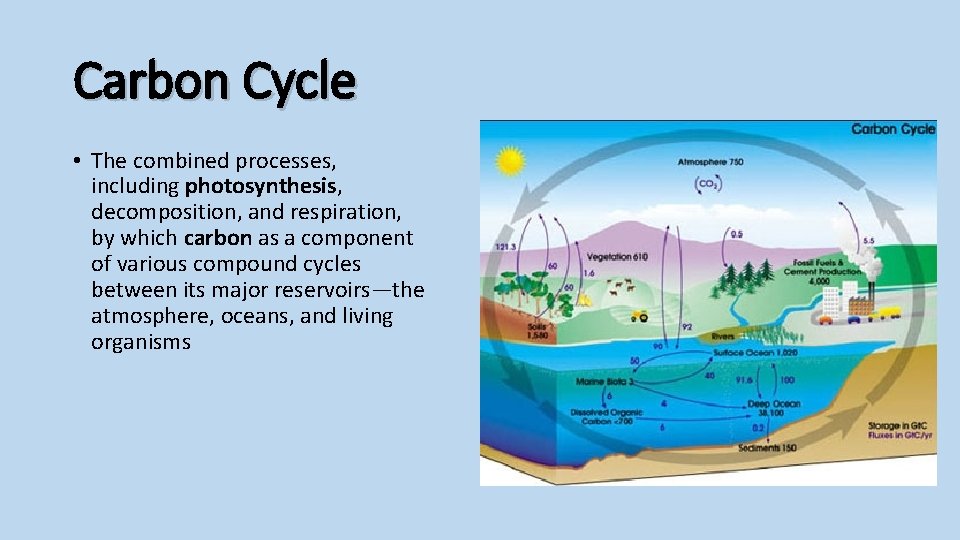 Carbon Cycle • The combined processes, including photosynthesis, decomposition, and respiration, by which carbon