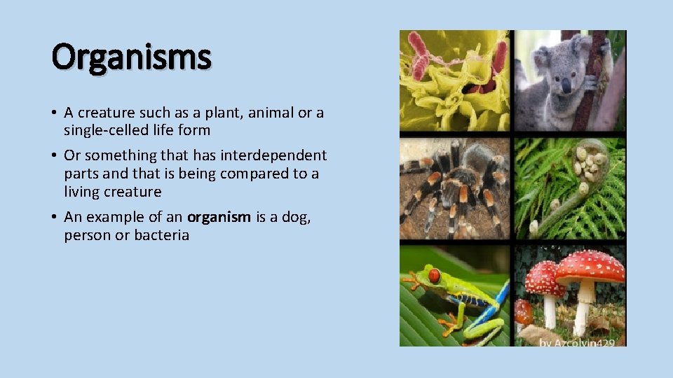 Organisms • A creature such as a plant, animal or a single-celled life form