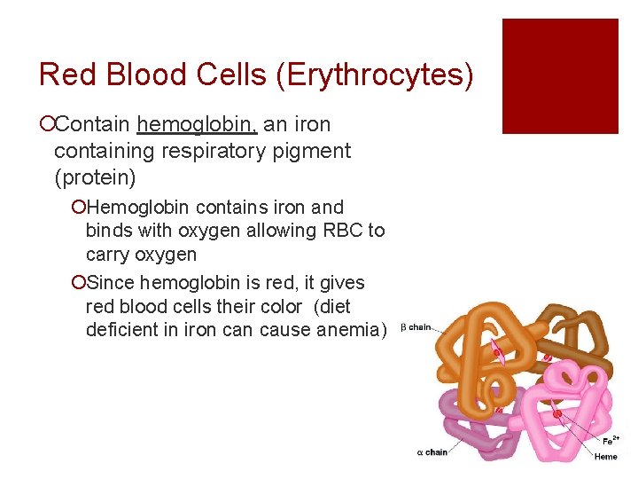Red Blood Cells (Erythrocytes) ¡Contain hemoglobin, an iron containing respiratory pigment (protein) ¡Hemoglobin contains