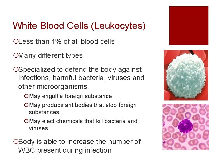 White Blood Cells (Leukocytes) ¡Less than 1% of all blood cells ¡Many different types