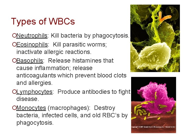 Types of WBCs ¡Neutrophils: Kill bacteria by phagocytosis. ¡Eosinophils: Kill parasitic worms; inactivate allergic