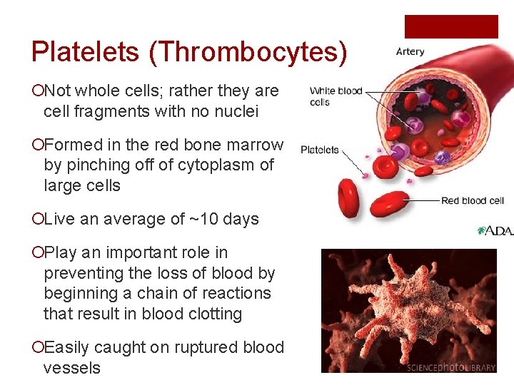 Platelets (Thrombocytes) ¡Not whole cells; rather they are cell fragments with no nuclei ¡Formed