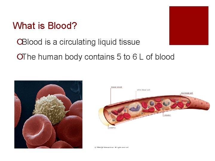 What is Blood? ¡Blood is a circulating liquid tissue ¡The human body contains 5
