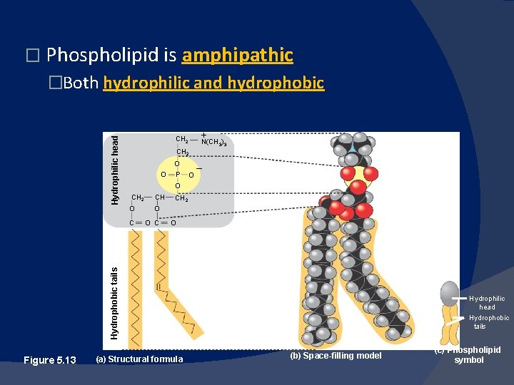 � Phospholipid is amphipathic CH 2 Figure 5. 13 + N(CH ) 3 3