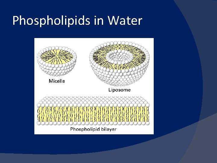 Phospholipids in Water 