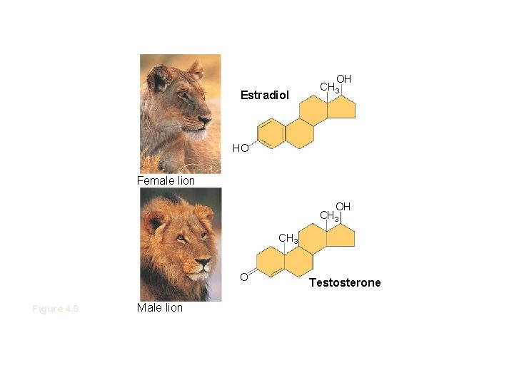 Estradiol OH CH 3 HO Female lion OH CH 3 O Figure 4. 9