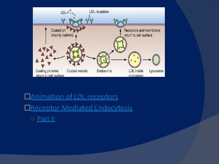 �Animation of LDL receptors �Receptor Mediated Endocytosis ○ Part II 