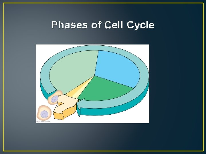 Phases of Cell Cycle 