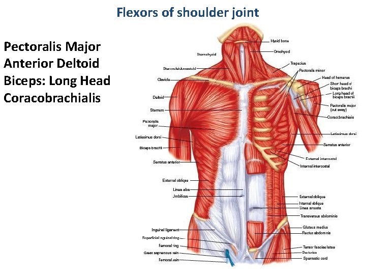 Flexors of shoulder joint Pectoralis Major Anterior Deltoid Biceps: Long Head Coracobrachialis 