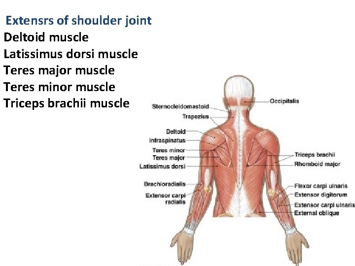 Extensrs of shoulder joint Deltoid muscle Latissimus dorsi muscle Teres major muscle Teres minor