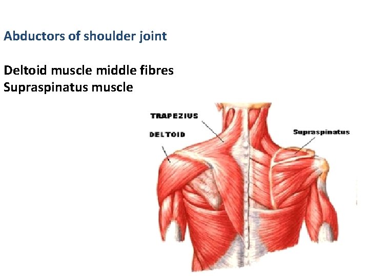 Abductors of shoulder joint Deltoid muscle middle fibres Supraspinatus muscle 