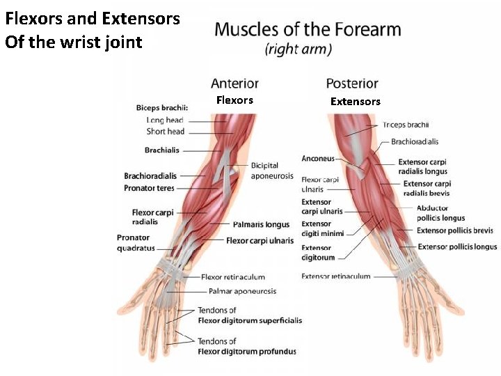 Flexors and Extensors Of the wrist joint Flexors Extensors 