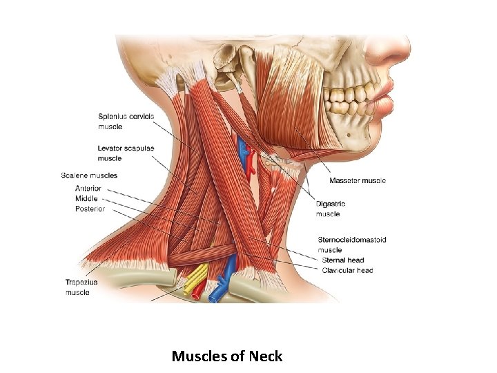 Muscles of Neck 