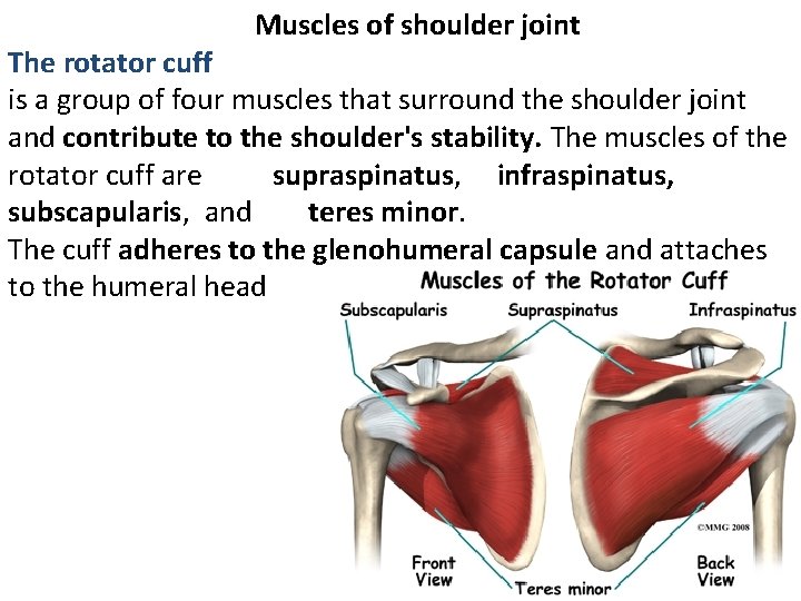 Muscles of shoulder joint The rotator cuff is a group of four muscles that