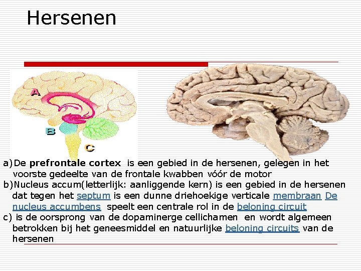 Hersenen a)De prefrontale cortex is een gebied in de hersenen, gelegen in het voorste
