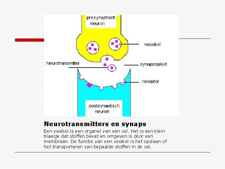 Neurotransmitters en synaps Een vesikel is een organel van een cel. Het is een