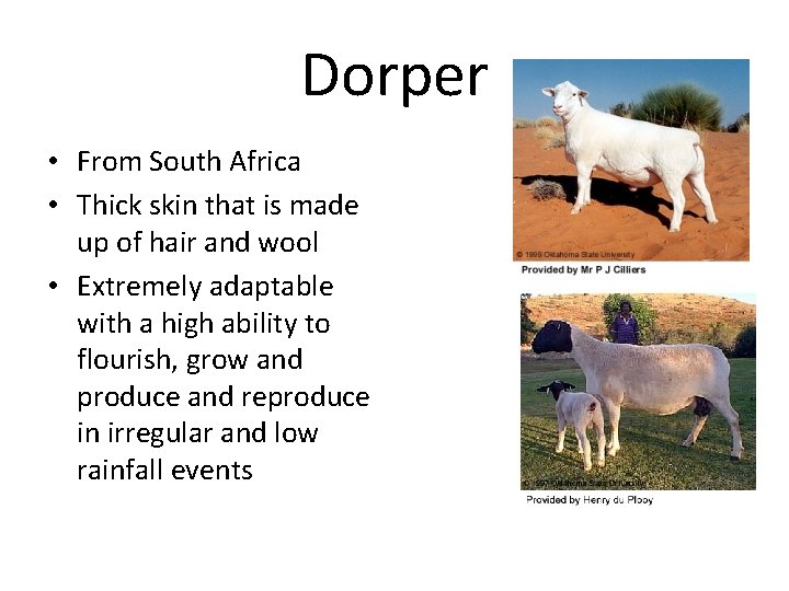 Dorper • From South Africa • Thick skin that is made up of hair