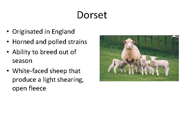 Dorset • Originated in England • Horned and polled strains • Ability to breed