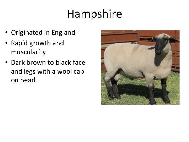 Hampshire • Originated in England • Rapid growth and muscularity • Dark brown to