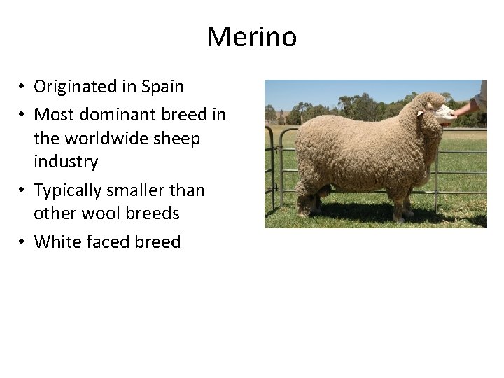 Merino • Originated in Spain • Most dominant breed in the worldwide sheep industry