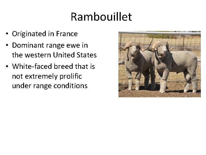 Rambouillet • Originated in France • Dominant range ewe in the western United States