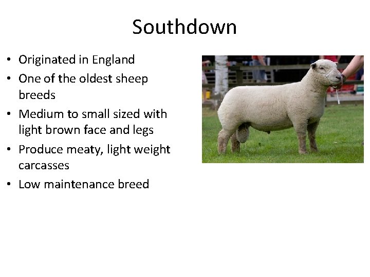 Southdown • Originated in England • One of the oldest sheep breeds • Medium