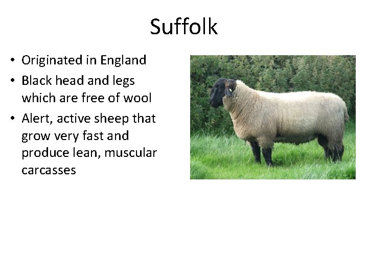 Suffolk • Originated in England • Black head and legs which are free of