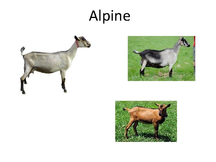 Alpine 