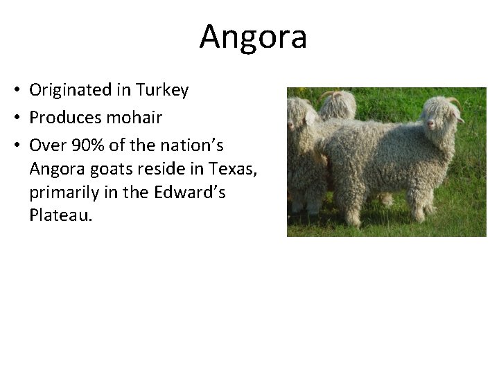 Angora • Originated in Turkey • Produces mohair • Over 90% of the nation’s