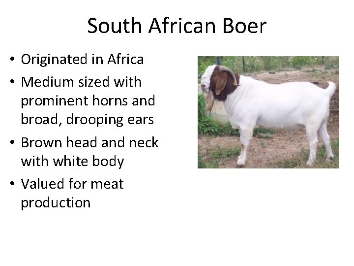 South African Boer • Originated in Africa • Medium sized with prominent horns and
