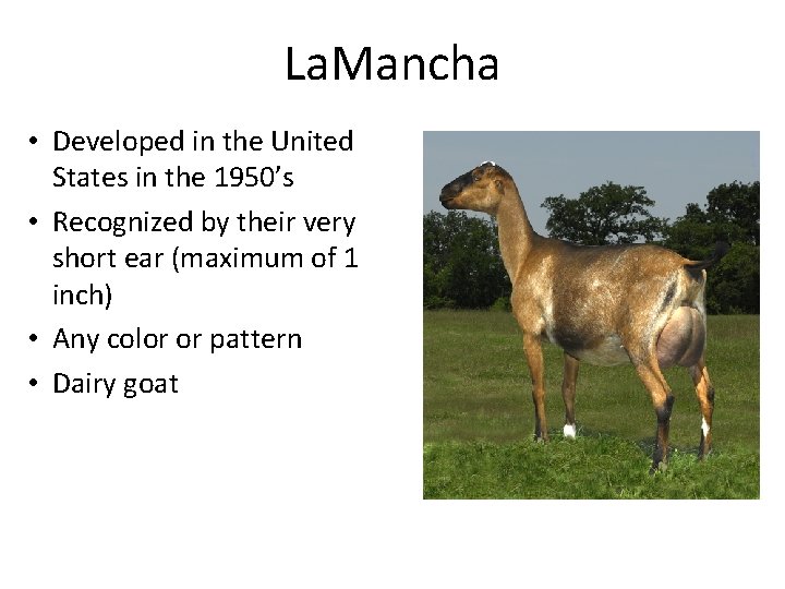 La. Mancha • Developed in the United States in the 1950’s • Recognized by