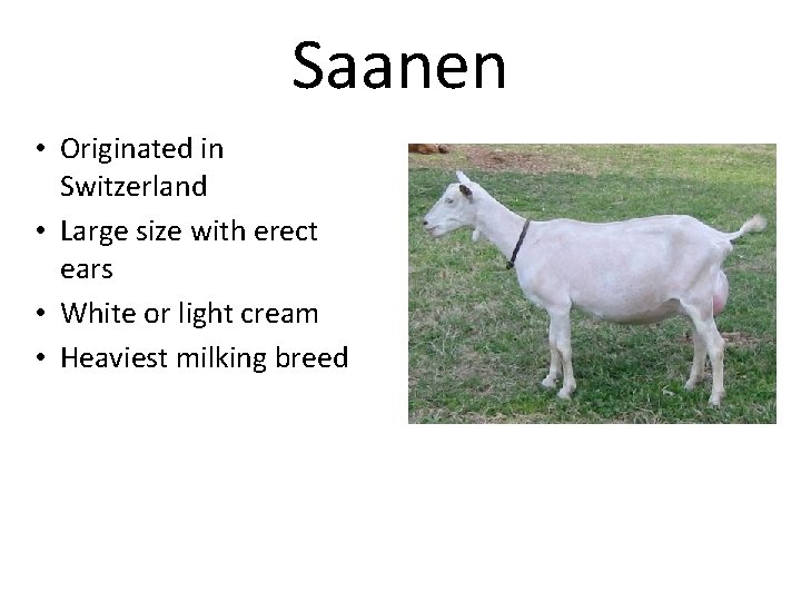 Saanen • Originated in Switzerland • Large size with erect ears • White or