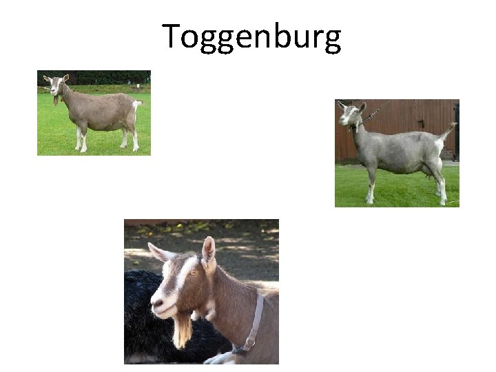 Toggenburg 