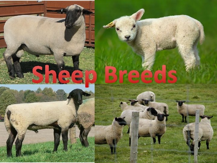 Sheep Breeds 