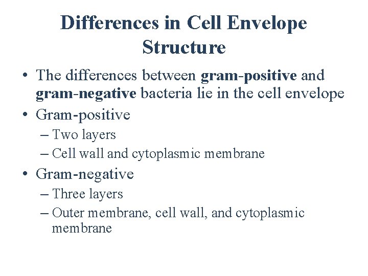 Differences in Cell Envelope Structure • The differences between gram-positive and gram-negative bacteria lie