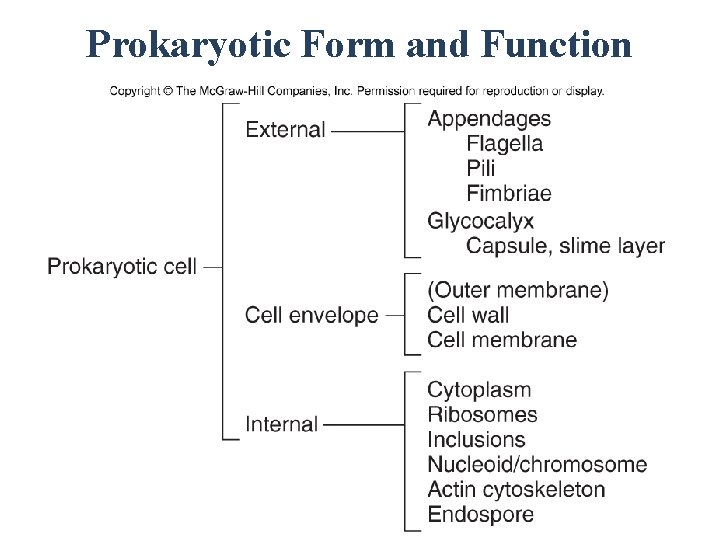 Prokaryotic Form and Function 